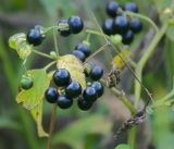 Solanum nigrum. Ветвь со зрелыми и созревающими плодами. Московская обл., Раменский р-н, окр. дер. Хрипань, дачный участок. 29.08.2009.
