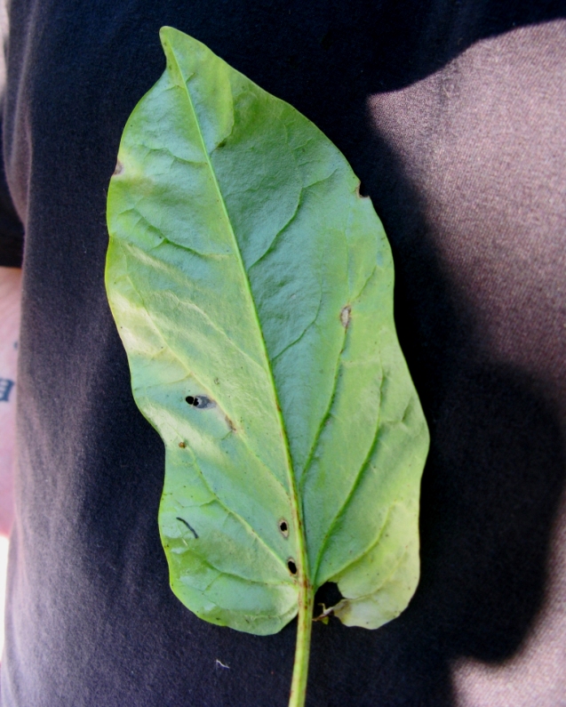 Image of Rumex lapponicus specimen.