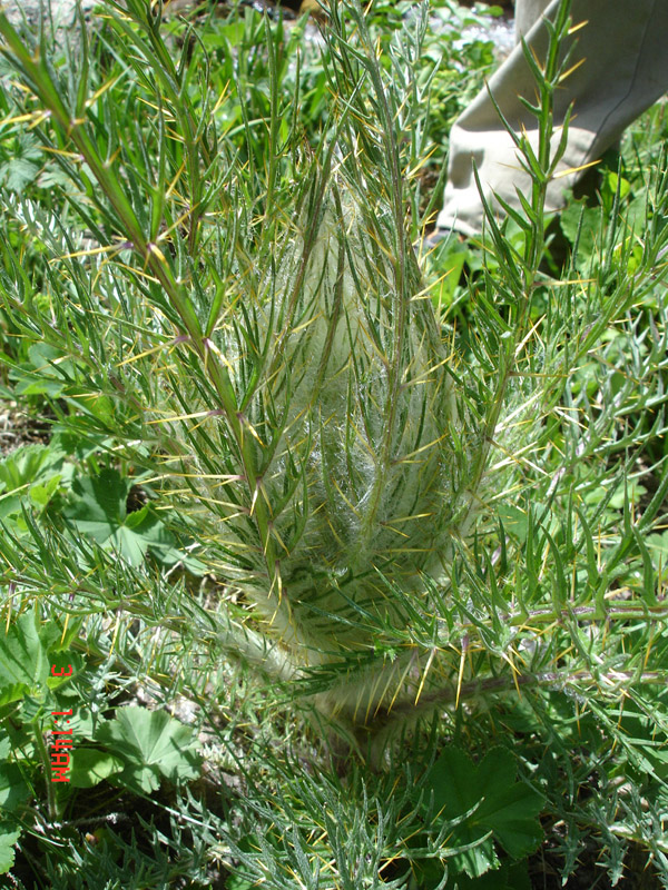 Image of Schmalhausenia nidulans specimen.