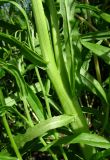 Crepis tectorum