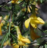 Caragana pygmaea. Часть ветви с цветами и листьями. Республика Бурятия, г. Улан-Удэ, окр. оз. Тулунжинское, щебнистый склон. 12.06.2014.