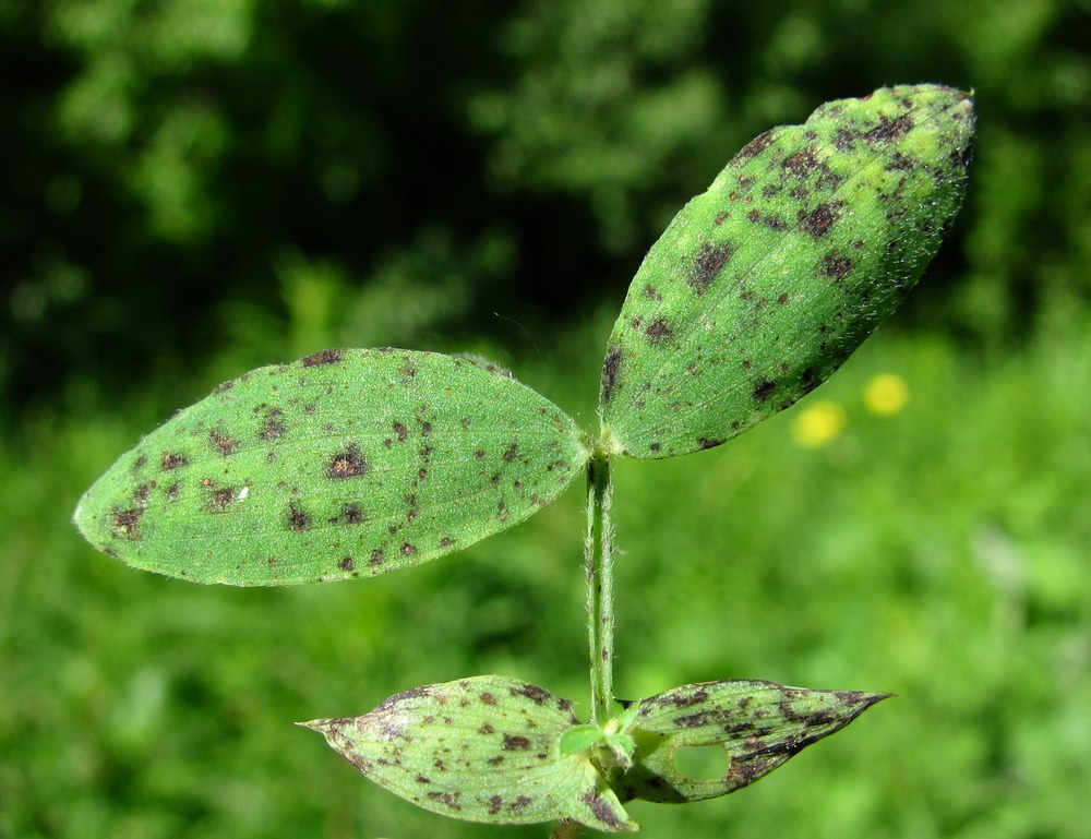 Изображение особи Lathyrus pratensis.