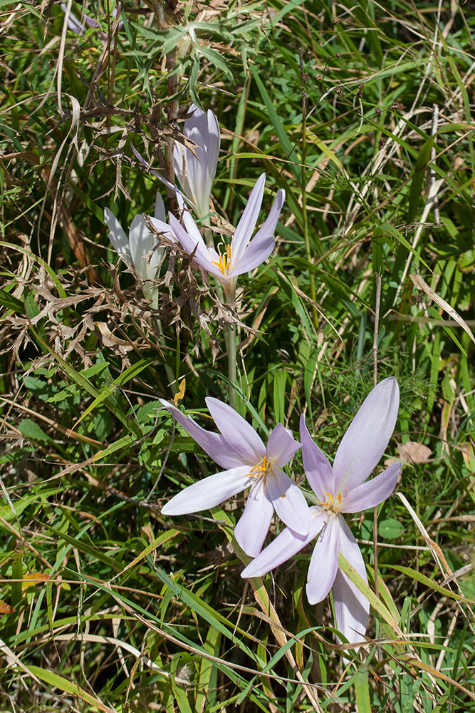 Image of Colchicum autumnale specimen.