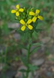 Image of taxon representative. Author is Петр Косачев