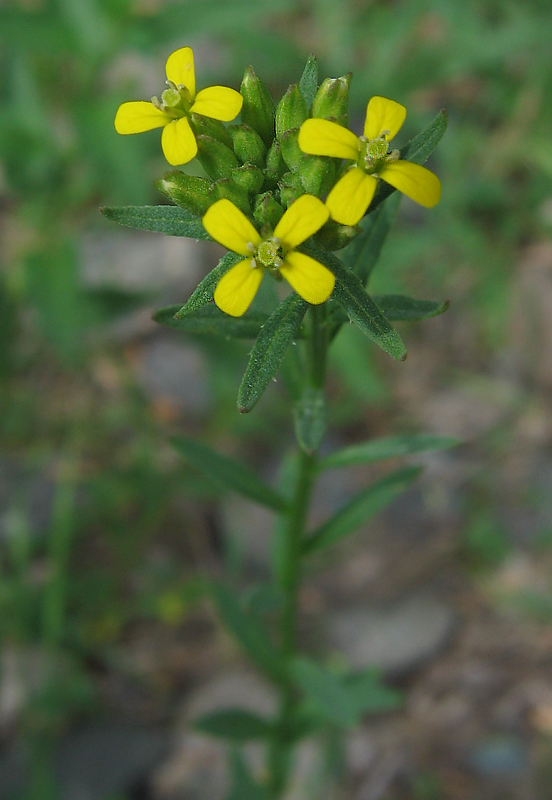 Image of Erysimum hieraciifolium specimen.