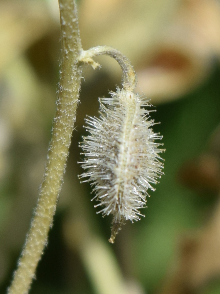 Изображение особи Asperuginoides axillaris.