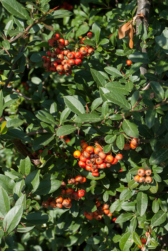 Изображение особи Pyracantha coccinea.