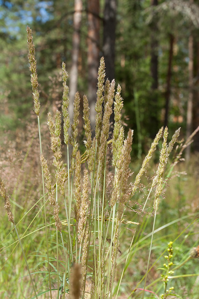 Изображение особи Koeleria glauca.