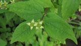 Philadelphus caucasicus