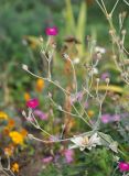 Lychnis coronaria