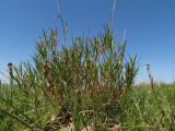 Aconogonon angustifolium