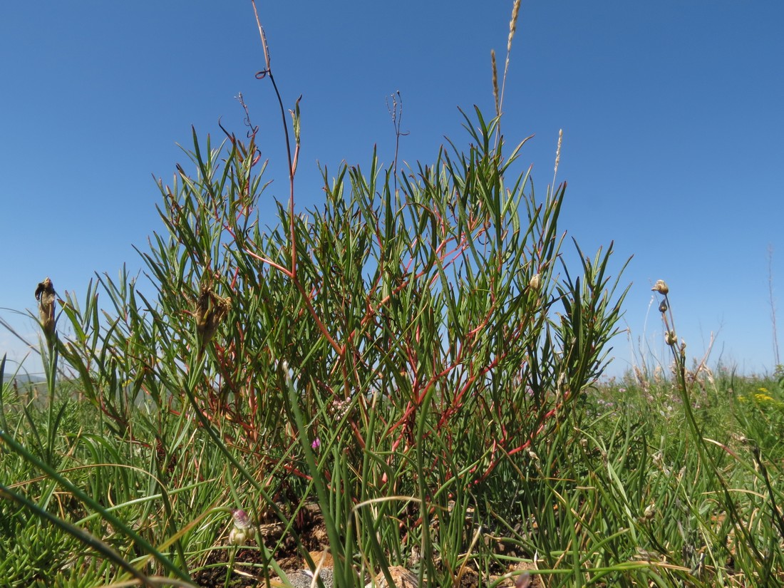 Изображение особи Aconogonon angustifolium.