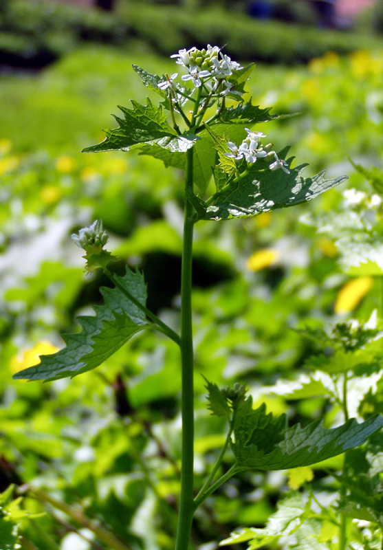 Image of Alliaria petiolata specimen.