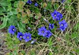 Gentiana dshimilensis