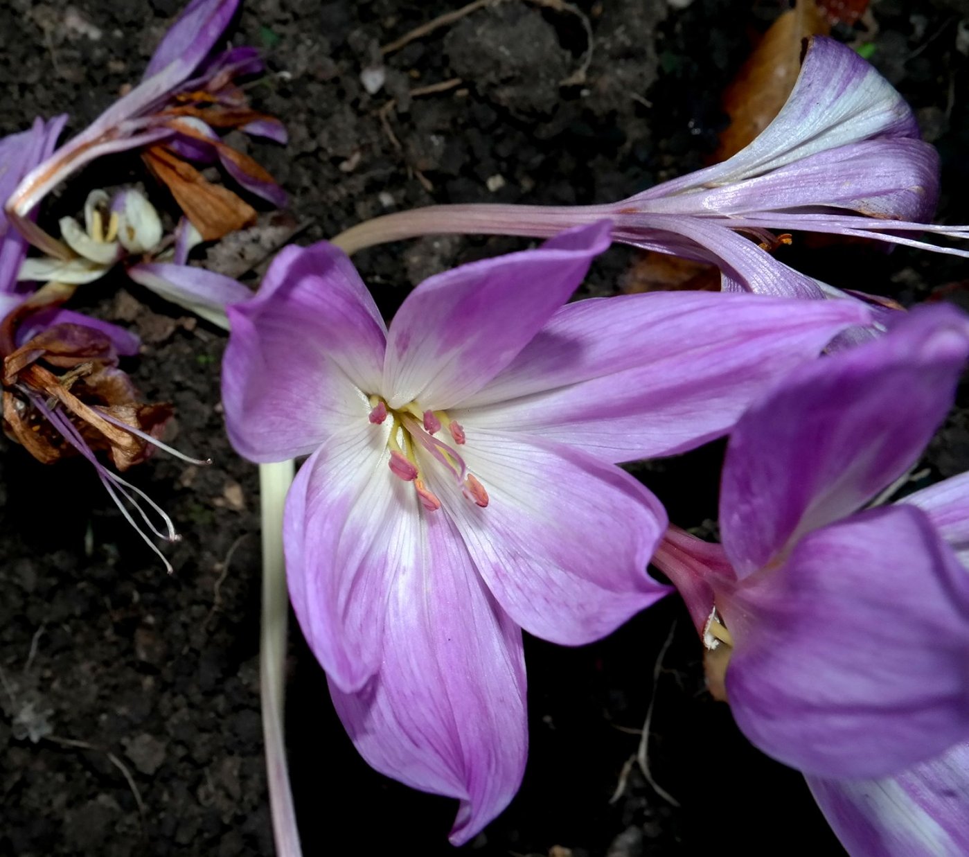 Image of Colchicum speciosum specimen.