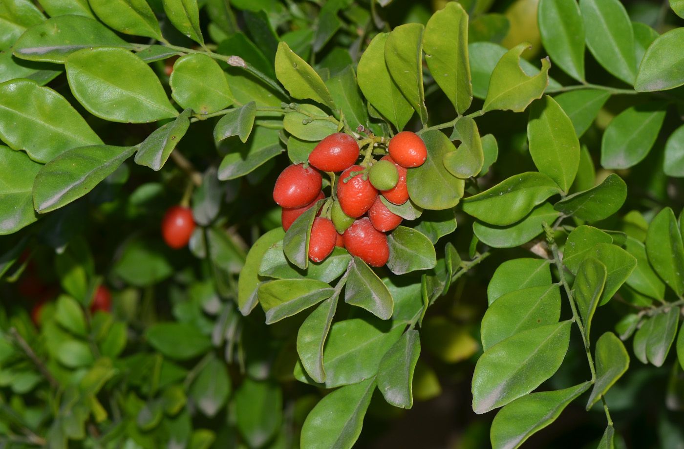 Image of Murraya paniculata specimen.