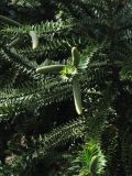 Araucaria bidwillii. Верхушки побегов с микростробилами. Испания, Канарские о-ва, Тенерифе, ботанический сад в Пуэрто-де-ла-Крус. 6 марта 2008 г.
