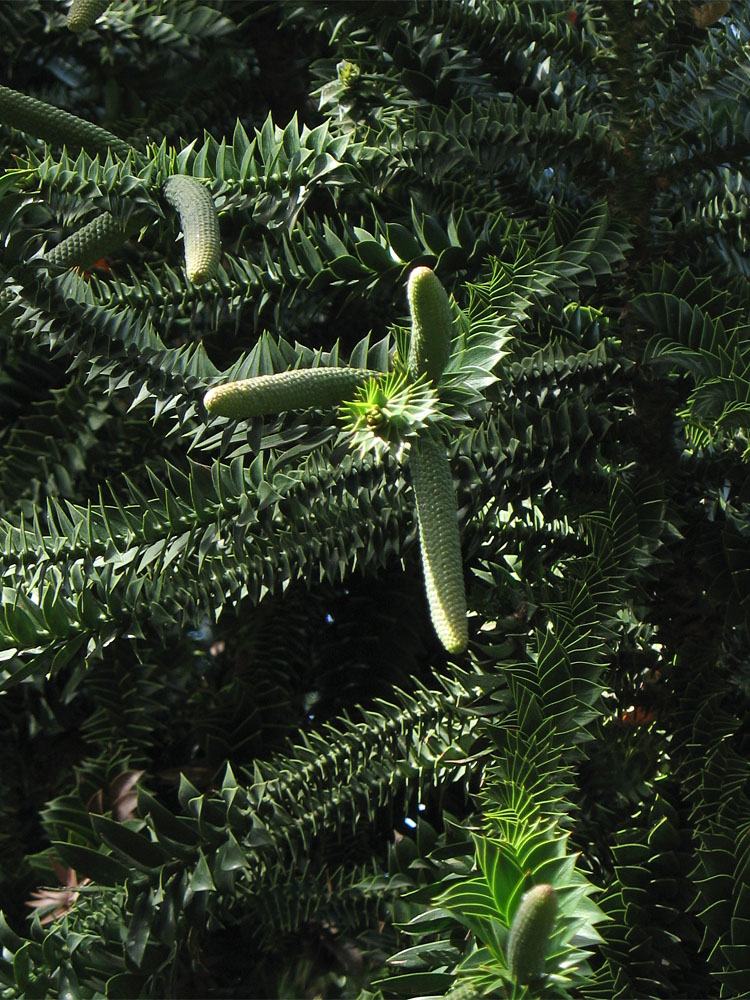 Изображение особи Araucaria bidwillii.