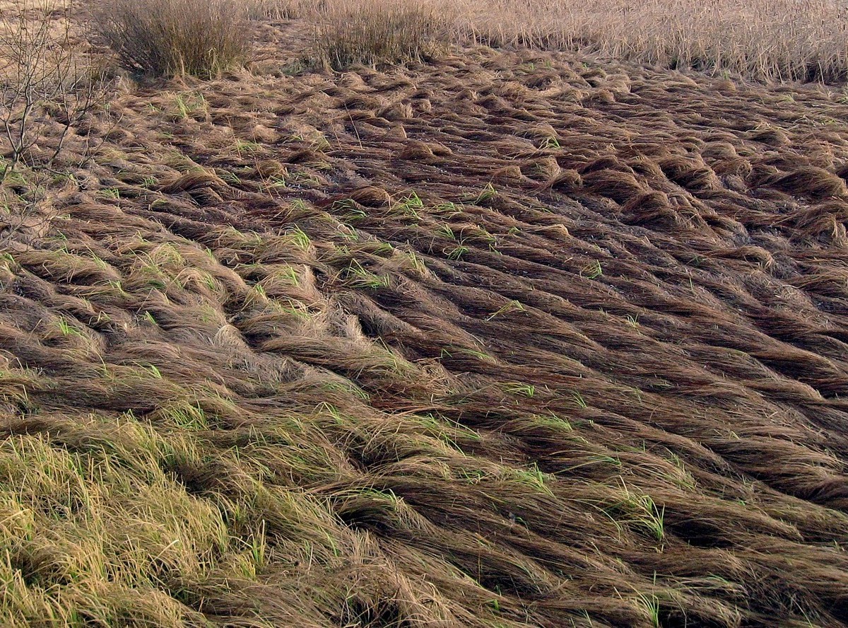 Изображение особи Carex acuta.