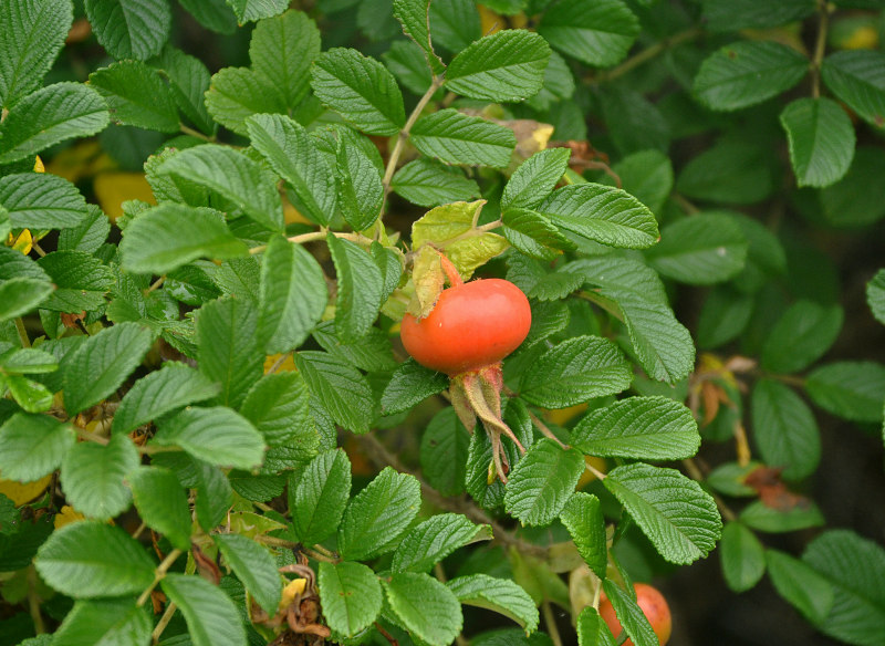 Изображение особи Rosa rugosa.