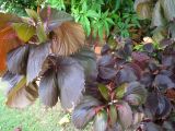 Acalypha wilkesiana. Цветущее растение. Австралия, г. Брисбен, в культуре. 01.01.2016.