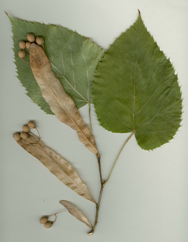 Image of Tilia begoniifolia specimen.