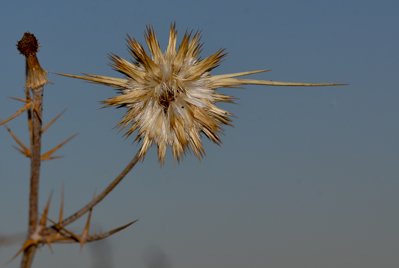 Image of Echinops polyceras specimen.