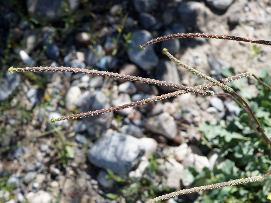 Изображение особи Glaucium squamigerum.