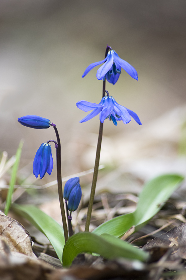 Изображение особи Scilla siberica.