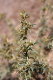 Xanthium spinosum