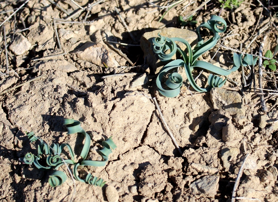 Image of Allium helicophyllum specimen.