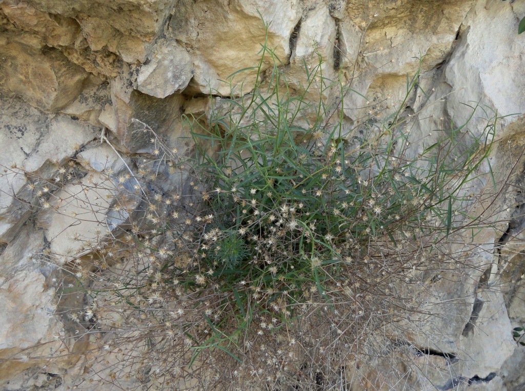 Image of Varthemia persica specimen.