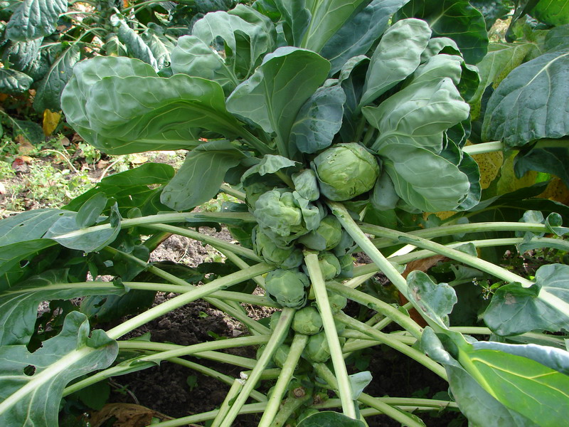 Image of Brassica oleracea var. gemmifera specimen.