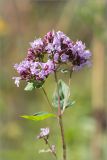 Origanum vulgare. Соцветие. Ленинградская обл., Ломоносовский р-н, долина р. Шингарка, разнотравный луг на известняке. 09.08.2015.