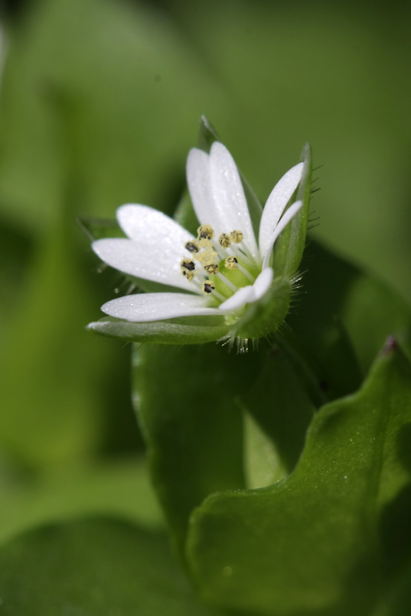 Image of Stellaria neglecta specimen.