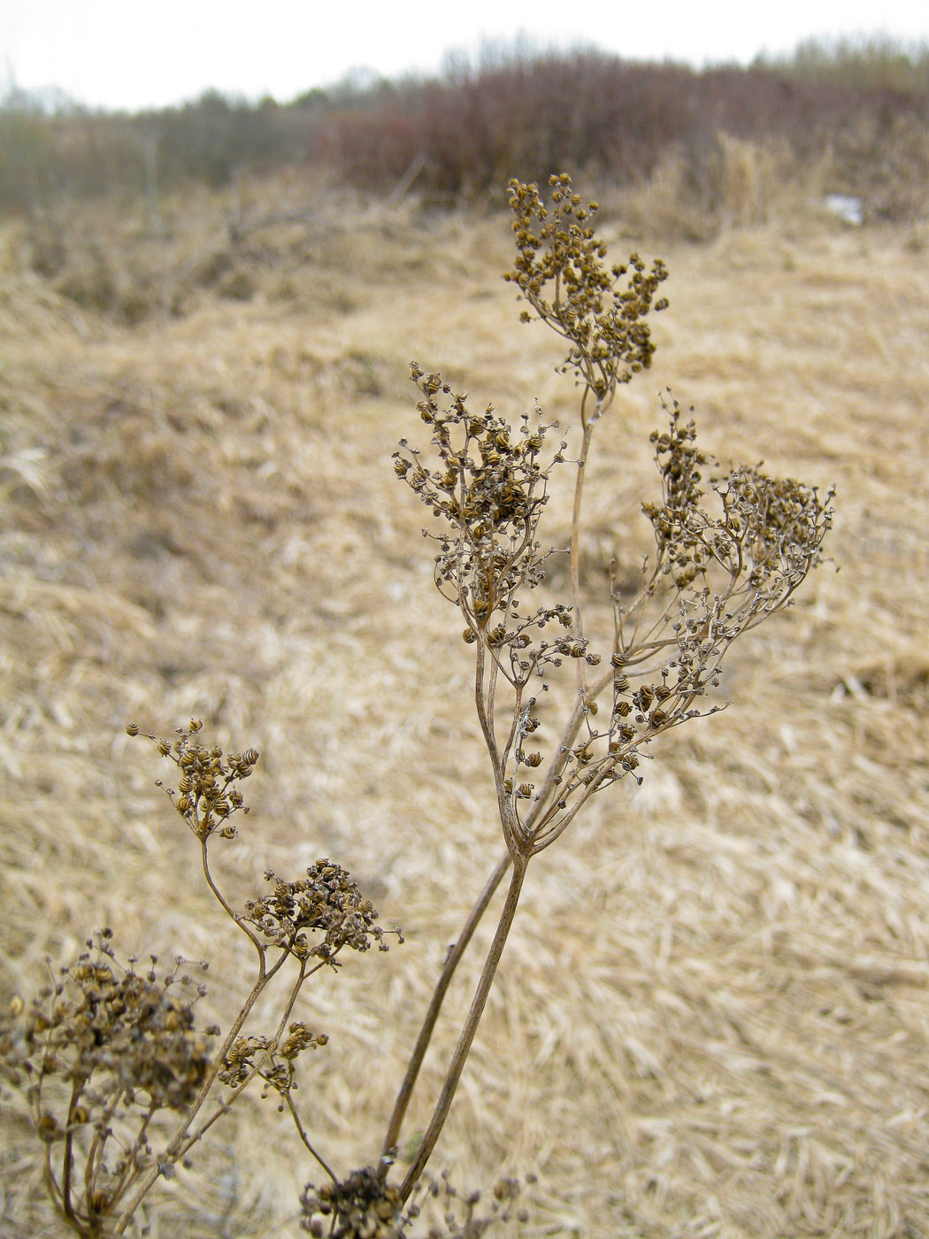 Image of genus Filipendula specimen.