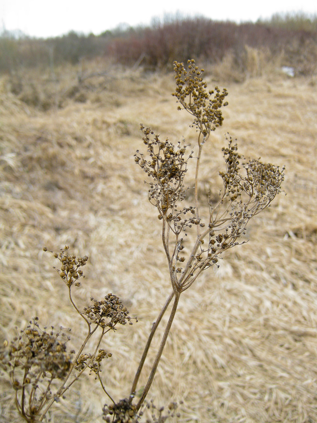 Изображение особи род Filipendula.