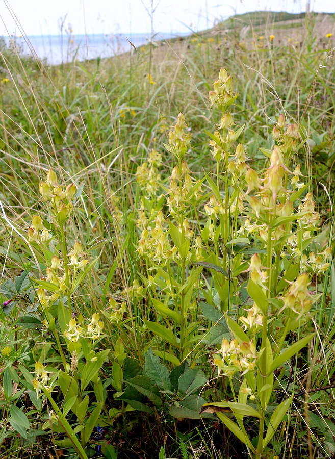 Image of Halenia corniculata specimen.