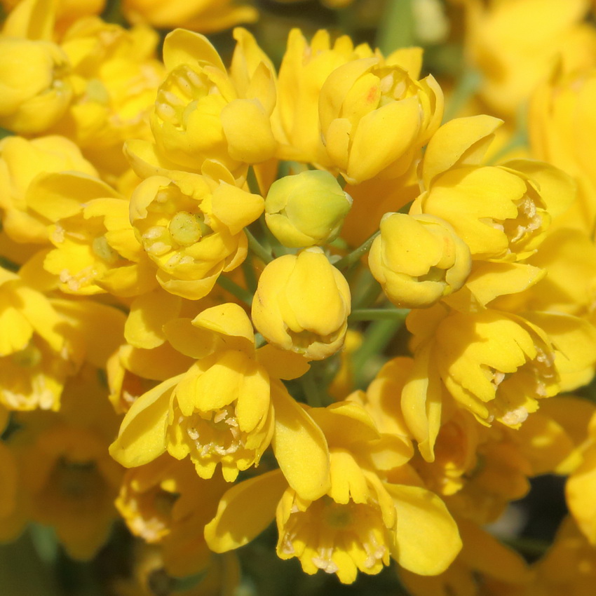 Image of Mahonia aquifolium specimen.