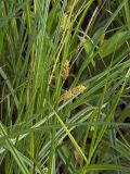 Carex vesicaria