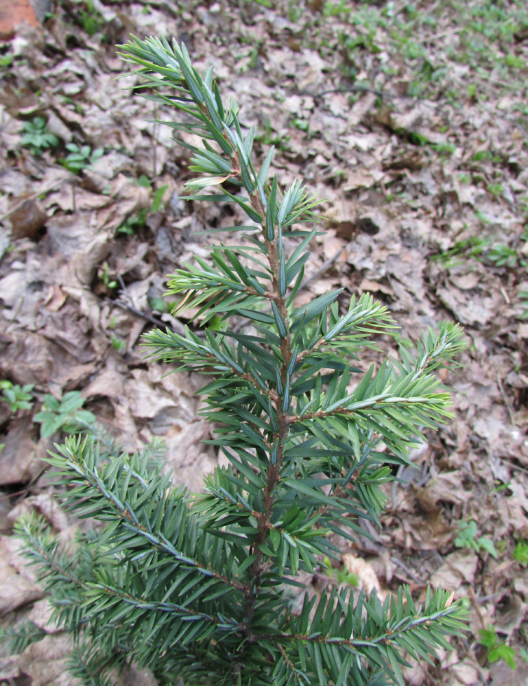 Изображение особи Tsuga heterophylla.