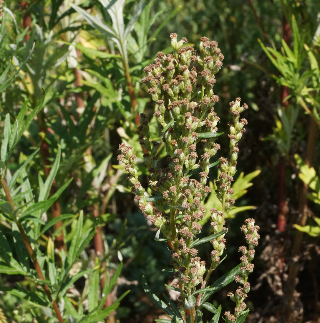 Изображение особи Artemisia vulgaris.