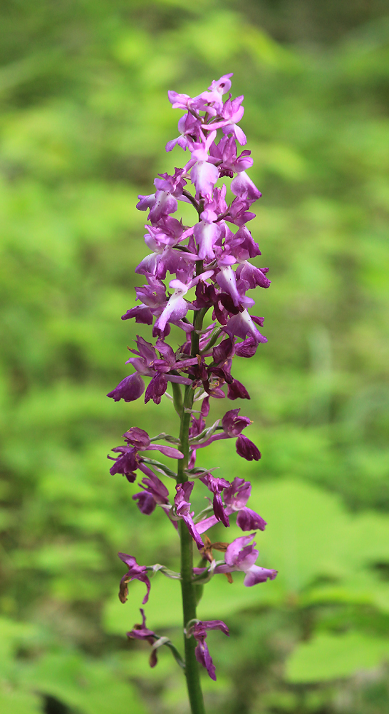 Image of Orchis mascula specimen.