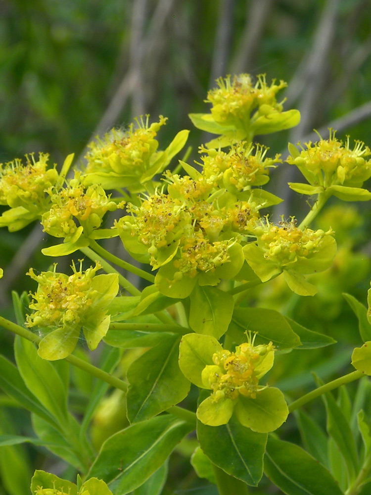 Image of Euphorbia palustris specimen.