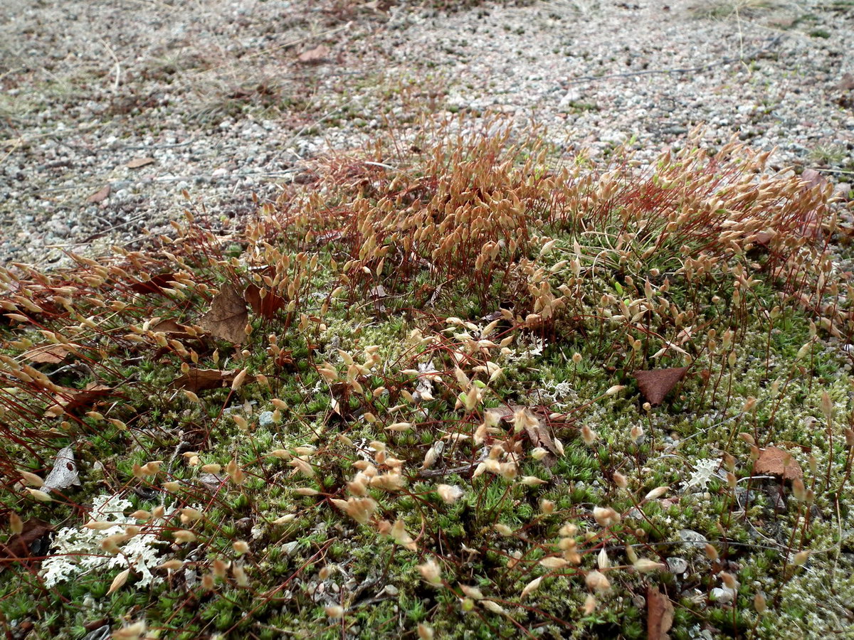 Image of Polytrichum piliferum specimen.