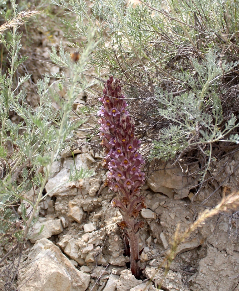 Image of Orobanche spectabilis specimen.