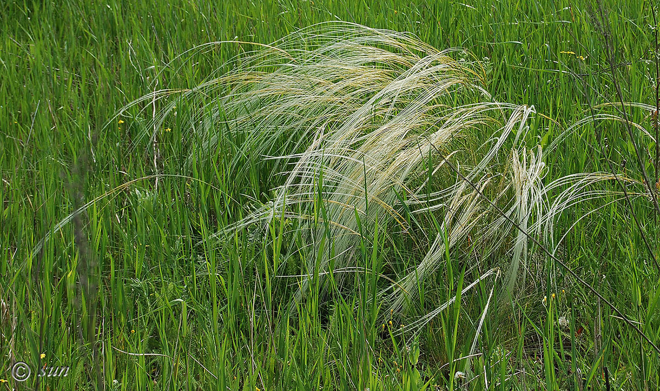 Изображение особи род Stipa.