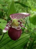 Cypripedium guttatum