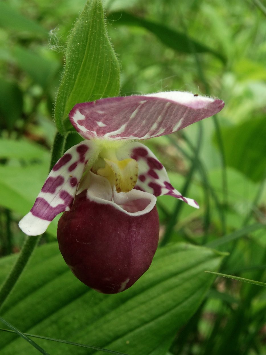 Изображение особи Cypripedium guttatum.