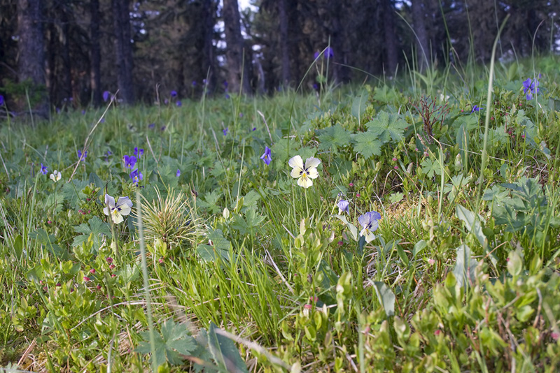 Изображение особи Viola altaica.